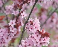 Image de Fleurs de cerisier à fleurs simples