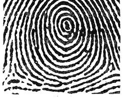 Image of Whorl fingerprint pattern