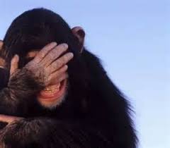 Image result for laughing monkey