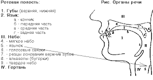 Картинки по запросу органы речи