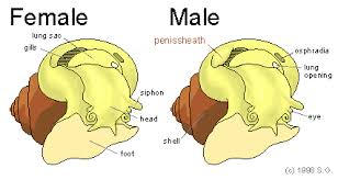 Image result for how to insert male organ into female organ