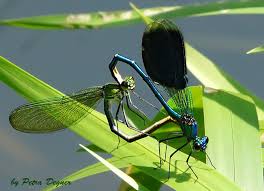 Libellen-Paarung - Bild \u0026amp; Foto von Petra Degner aus Tierdetails ...