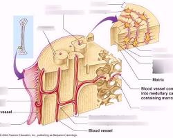 Image of Bone tissue anatomy diagram