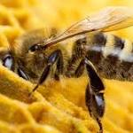  Woman Reportedly Dies After Live Bee Sting Acupuncture