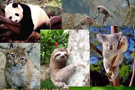 Resultado de imagen para IMAGENES DE FLORA Y FAUNA DE BRASIL