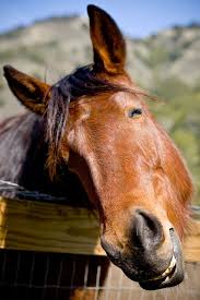 Image result for HORSE