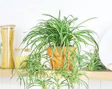 Image of Spider Plant