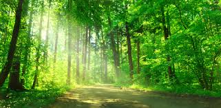 Bildergebnis für schöner wald