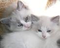 Ragdoll Chats et Chatons dans Grand Montral Petites Annonces