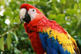 Image result for macaw parrot hd