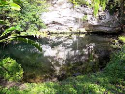 Image result for organisms and their environment