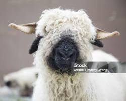 Gambar Domba Valais Blacknose close up