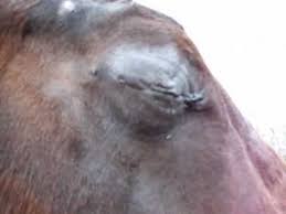 Image result for eyeball enucleation cattle