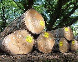 Gambar Kayu Jati