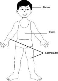 Resultado de imagen para cuerpo humano