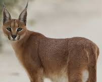 Caracalの画像