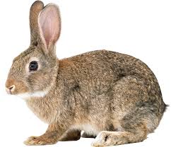 Image result for RABBIT