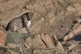 ببینید | پلنگ ایرانی بار دیگر در ساریگل خودنمایی کرد