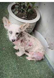 Hành trình độ lại nhan sắc cho em Bon ! Các sen có chó mèo ...