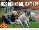 Halloween quots Pictures, Photos, Images, and Pics for Facebook