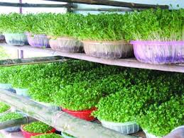 Image result for RAU MẦM CẢI XANH