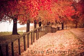 Image result for pretty november pictures