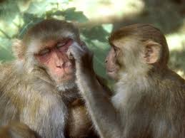 Image result for MONKEYS