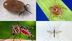  Diseases spread by pests climb