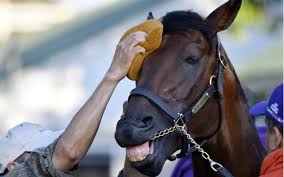 Image result for kentucky derby images 2016 ago