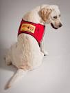 Service Dog Training Programs: West Working Like Dogs