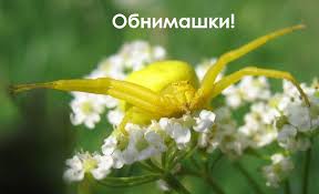Картинки по запросу паукан