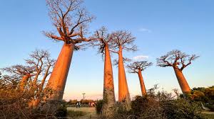Avenue of the Baobabs: Madagascar's Natural Monument