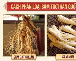 Hình ảnh về Phân biệt nhân sâm thật và giả