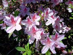 Image result for Azalea azaleas