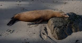 Teen caught on video kicking sea lion pleads guilty, faces prison time: "Federal crime. Federal consequences."