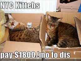 Image result for nyc funny