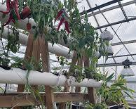 Image of Hydroponic system