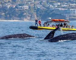 Image of Dana Point Whale Watching