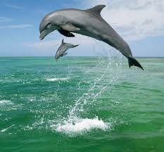 Image search result for 