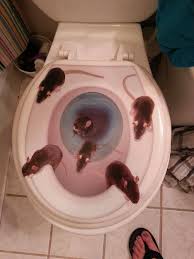 images?q=tbn:ANd9GcTwUMvbECC_SDx8Vj6JlsDn5NLn_KiZxV7Ba0MIgwa3pwObh6uI6A