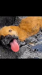 Olha a situação em que encontraram esse cachorrinho 😢💔❤️‍🩹