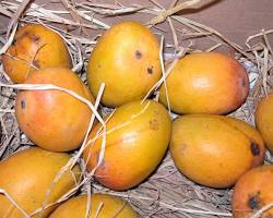 Image of Alphonso mango variety