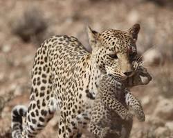 Leopards in Kgalagadi Transfrontier Park