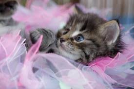 Image result for chatons