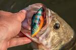 Rattle trap bass fishing