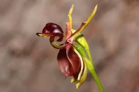 תוצאת תמונה עבור ‪hoja que parece flor‬‏