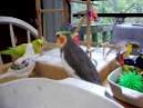 montefiori collection 2 parrots talking and singing jackolantern