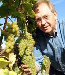 Hans Lang ist mit dem Ergebnis zufrieden. Die Umstellung auf Öko-Weinbau war ...