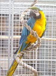 Image result for baby macaw parrot for sale