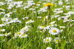 Resultado de imagem para campo de flores